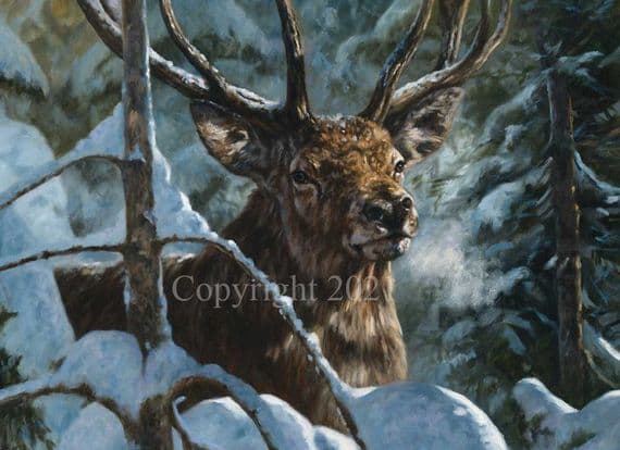 Stag Pack of 10 Christmas Cards 'The Monarch' by John Trickett C654X