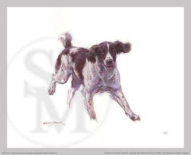 Study in Movement Springer Spaniel