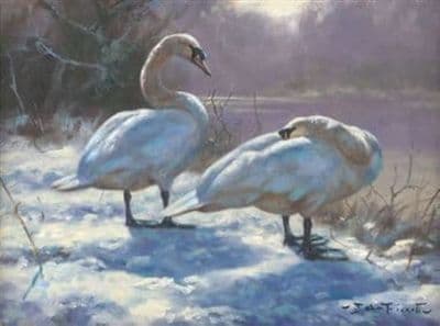 Swans in the Snow Christmas Cards 'Chilly Feet' by John Trickett C491X