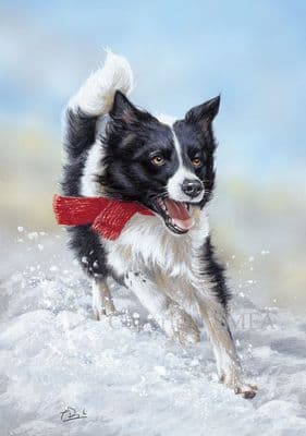 Taking a Day Off'  Pack of Ten Border Collie Christmas Cards by Paul Doyle