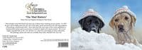 The Mad Hatters' Pack of 10 Labrador Christmas Cards by Paul Doyle