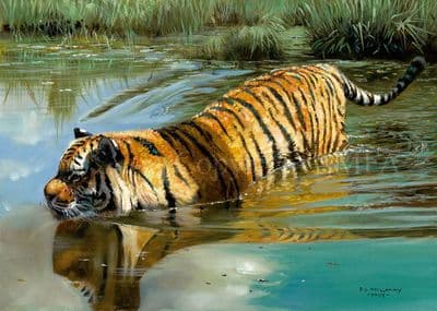 Tiger Blank Greetings Card 'Crossing Over' by Pip McGarry C268