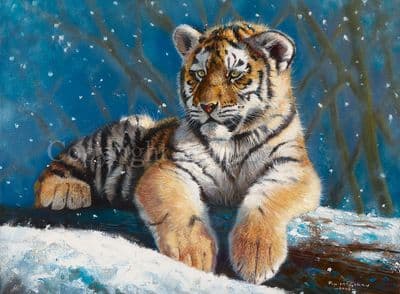 Tiger Blank Greetings Card 'Snow Prince' by Pip McGarry C333