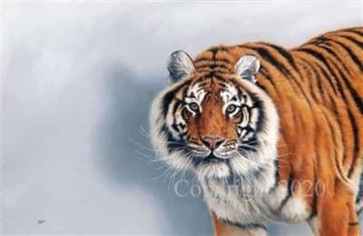 Tiger Limited Edition Canvas Print 'Gladiator' by Paul Doyle