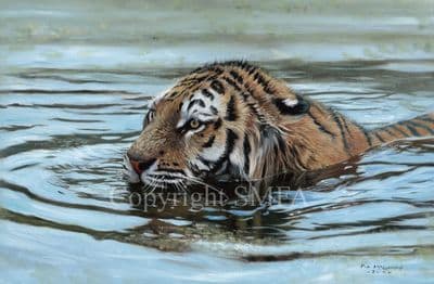 Tiger Limited Edition Print 'Cooling Off' by Pip McGarry