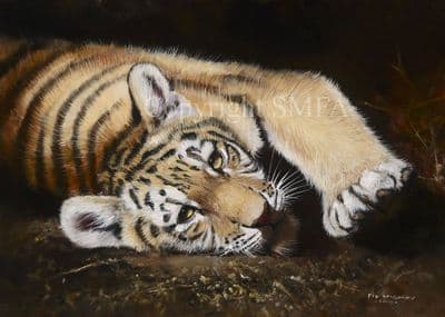 Tiger Limited Edition Print 'Paws for Thought' by Pip McGarry