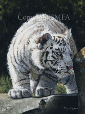 Tiger Limited Edition Print 'The Observationist' by Pip McGarry