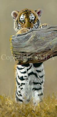 Tiger Limited Edition Print 'Tiger Toes' by Pip McGarry
