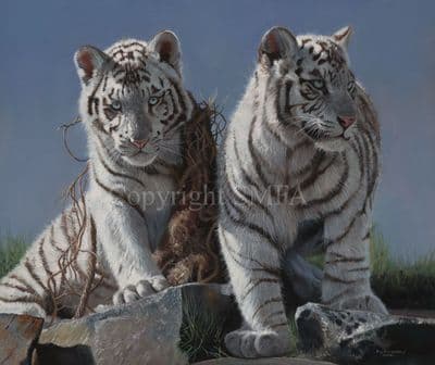 Tiger Limited Edition Print 'White Tiger Cubs' by Pip McGarry