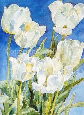 Tulip Flower Blank Greetings Card 'White Tulips' by Peter SearleB153