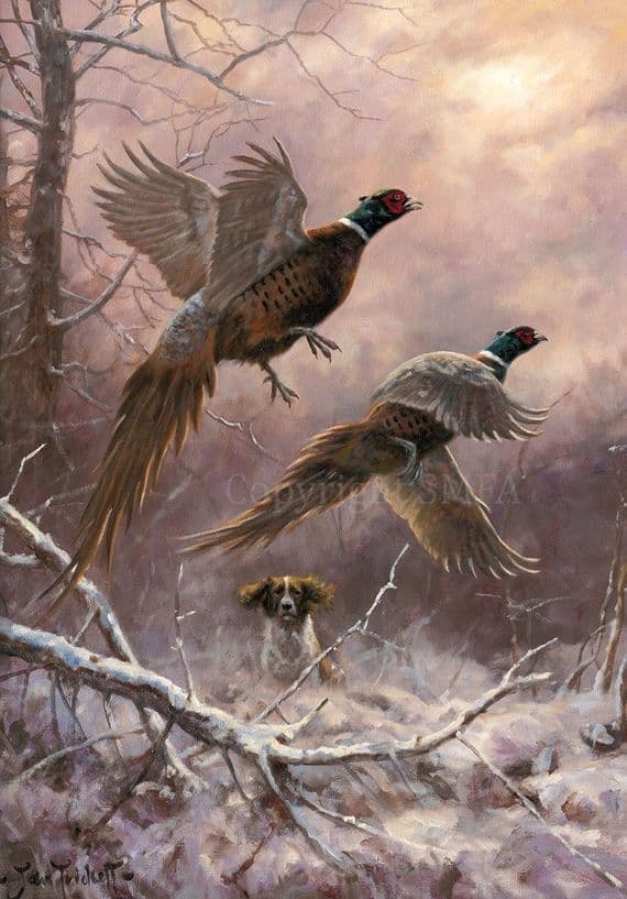 Two Up' Springer Spaniel and Pheasant Christmas Cards by John Trickett C725x
