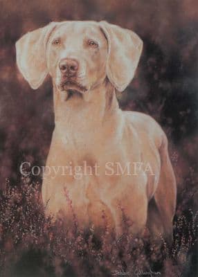 Weimaraner Blank Greetings Card 'A Ghost of a Dog' by Debbie Gillingham C181