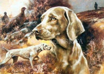 Weimaraner Blank Greetings Card Weimaraner by Mick Cawston B149