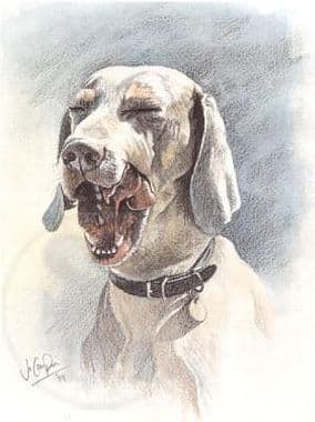 Weimaraner Limited Edition Print 'A Good Yawn' by Jo Campin
