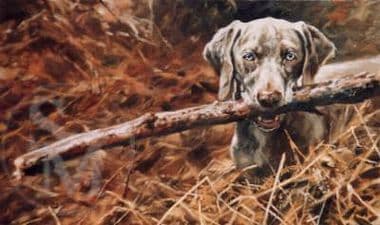 Weimaraner Limited Edition Print 'Early Learning' by Mick Cawston