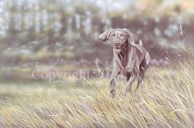 Weimaraner Limited Edition Print 'Quicksilver' by Paul Doyle