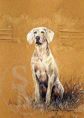 Weimaraner Limited Edition Print 'Silver Edition' by Debbie Gillingham