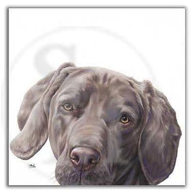 Weimaraner Open Edition Print 'Weimaraner' by Paul Doyle