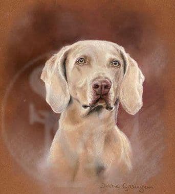 Weimaraner Original Pastel 'Weimaraner'  by Debbie Gillingham