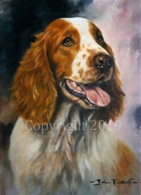 Welsh Springer Limited Edition Print 'Welsh Springer' by John Trickett