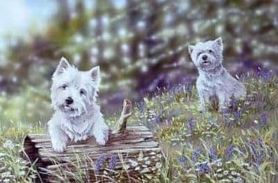 West Highland Terrier Blank Greetings Card 'Time to Play' by Paul Doyle C216