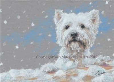 West Highland Terrier in the Snow Christmas Cards 'His First Snow' by Paul Doyle C584X