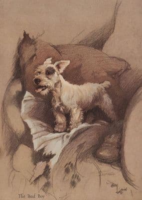West Highland Terrier Westie  Limited Edition Print 'Bad Boy' by Cecil Aldin