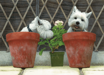 West Highland Terrier  Westie  Limited Edition Print 'Pot Noodles' by Mike Carrington