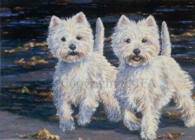 West Highland White Terrier Blank Greetings Card 'Perfect Partners' by  Paul Doyle C300e
