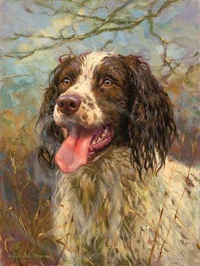 Wet and Wild Springer Spaniel Print by Frederick J Haycock