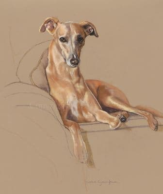 Whippet Limited Edition Print  'Whippet' by Debbie Gillingham
