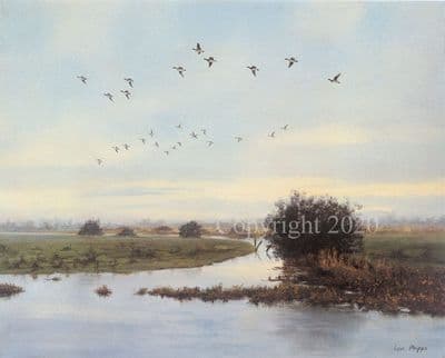 Widgeon Limited Edition Print 'Widgeon over the Ouse' by Ian Phipps