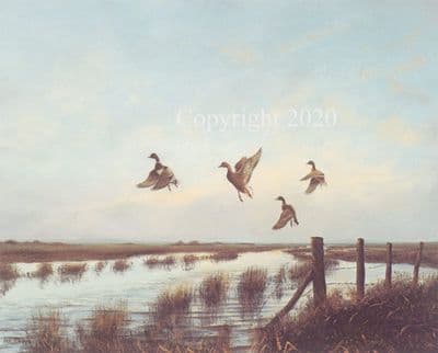 Wildfowl Limited Edition Print 'Mallard Rising' by Ian Phipps