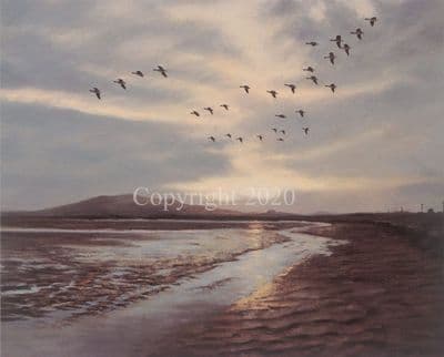 Wildfowl Limited Edition Print 'Pinkfeet Coming into Roost' by Ian Phipps