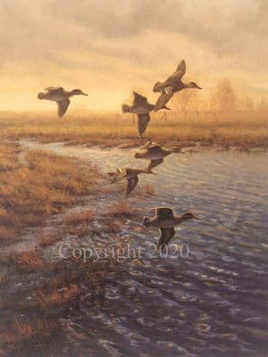 Wildfowling Limited Edition Print 'Teal With a Westerly Wind' by Julian Novorol