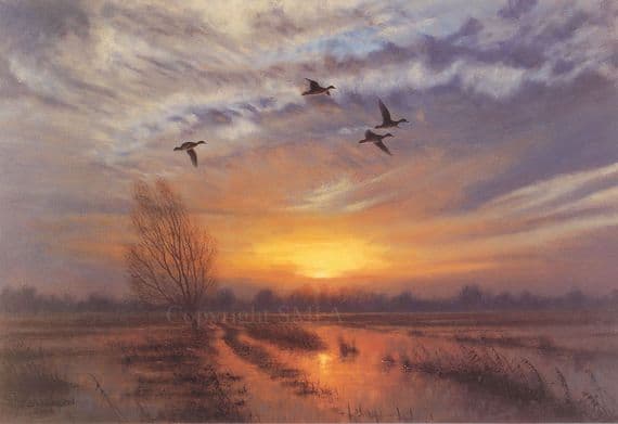 Wildfowling Limited Edition Print 'Widgeon at Sunset' by Julian Novorol