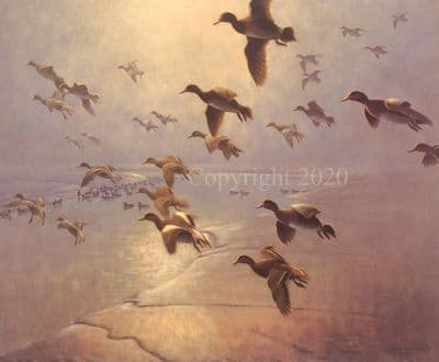Wildfowling Limited Edition Print 'Widgeon Dropping Into The Creek' by Julian Novorol