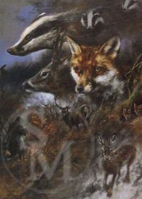 Wildlfie Birthday Card 'Wildlife' by Mick Cawston C51