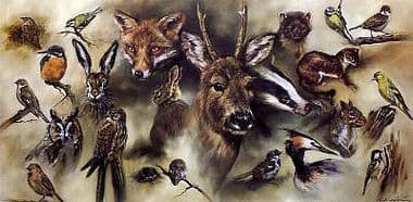 Wildlife Limited Edition Print 'British Wildlife' by Mick Cawston