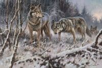 Wolf Print 'Winters Breath' by Mick Cawston