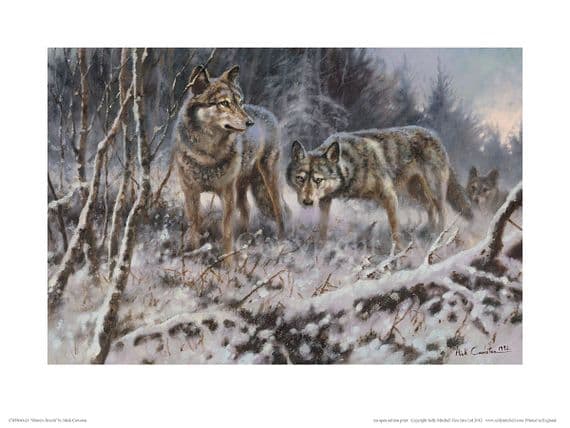 Wolf Print 'Winters Breath' by Mick Cawston