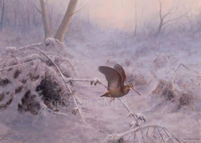Woodcock  At Dusk by Julian Novorol  Greetings CardCard