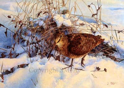 Woodcock in the Snow Christmas Cards 'Winter Woodcock' by Jonathan Pointer C398X