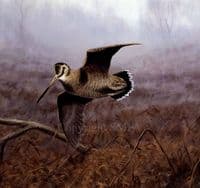 Woodcock Limited Edition Print 'Autumn Mist' by Julian Novorol