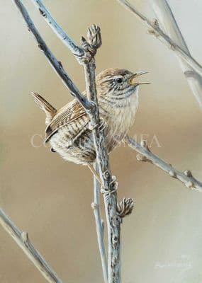 Wren Limited Edition Print 'The Songster' by Ben Waddams