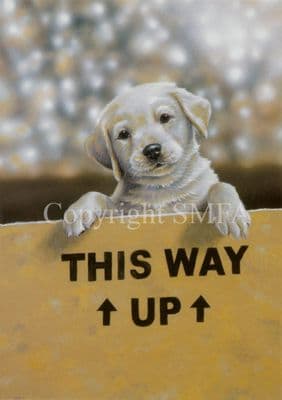 Yellow Labrador Blank Greetings Card 'This Way Up' by Paul Doyle C100