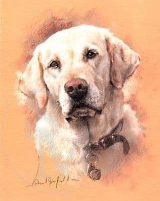Yellow Labrador Limited Edition Print 'Yellow Lab Head Study' by David Barfield