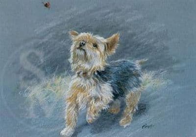 Yorkshire Terrier Blank Greetings Card The Butterfly Hunter by Paul Doyle C83
