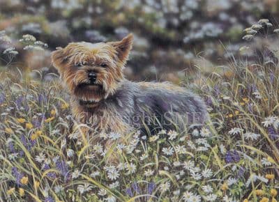 Yorkshire Terrier Blank Greetings Card 