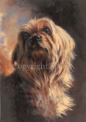 Yorkshire Terrier Blank Greetings Card 'Yorkshire Terrier' by Mick Cawston C352